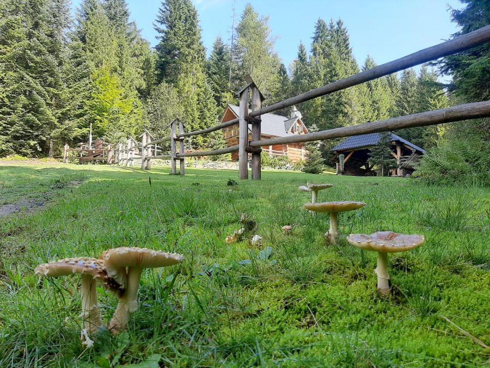 Leśna Bacówka Vila Nowy Targ Exterior foto